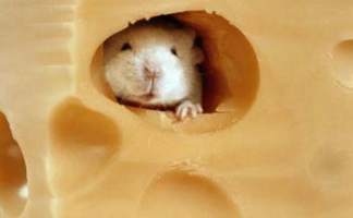 A mouse in a piece of gruyre cheese