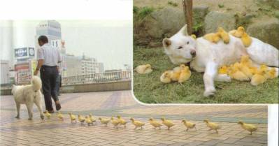 Little ducks believe a dog is their mother