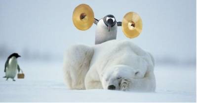 A musical penguin waking up an ice bear