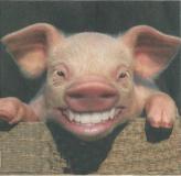 Smiling pig: Life is beautiful