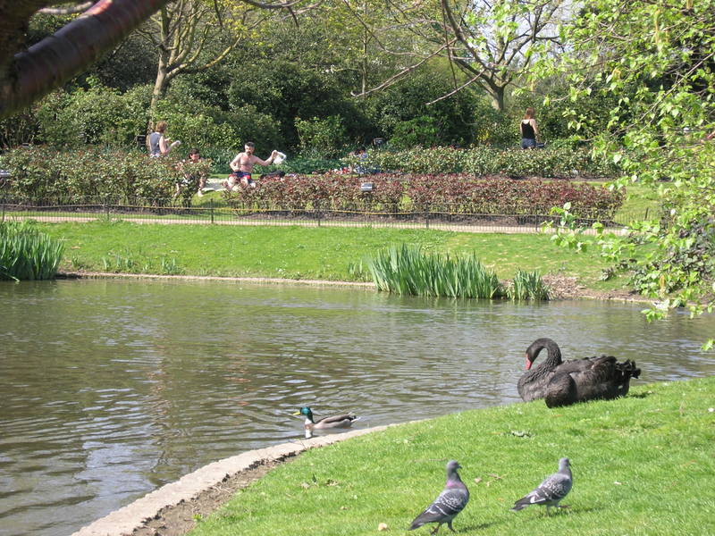 London, April 13-15th 2007: Meeting Sun Lim. Regent's Park: a pond with ducks.