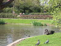 London, April 13-15th 2007: Meeting Sun Lim. Regent's Park: a pond with ducks.